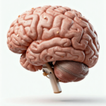 Brain Rot Song Version 1 1770253489